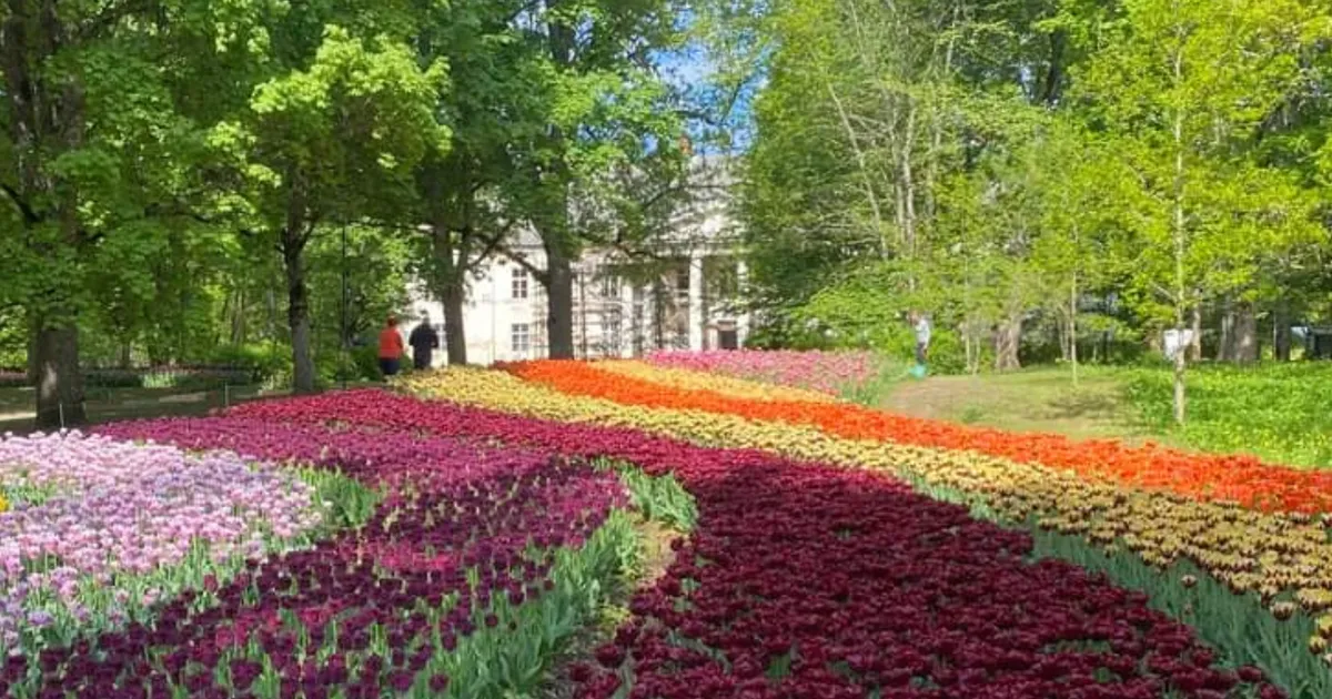 KIRGLIK RAHVAHÄÄLETUS ⟩ Kas eestlased valivad parimaks sündmuseks Kirna mõisa tulbifestivali või Ennu Ratta?