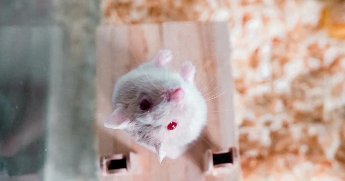 Ja nii saabki mehest naine – piisab vaid selle mineraali puudusest