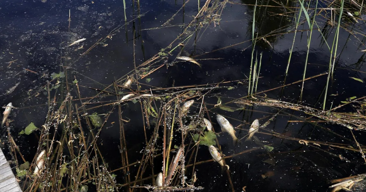 Kalade rohket suremist põhjustanud viirus taandub