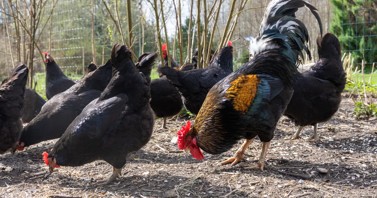 Komisjon soovitab munatootjatel puurivabale tootmisele üle minna