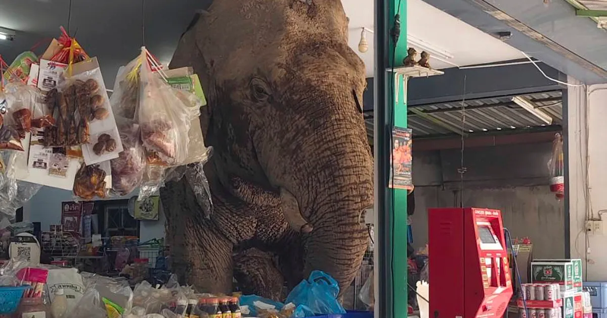 KÕHT LÄKS TÜHJAKS ⟩ Tais asuvat toidupoodi külastas näljane elevant