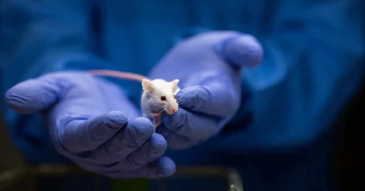 VIDEO ⟩ Teadlased leidsid, et elusorganismid kiirgavad nõrka valgust, mis kaob pärast surma