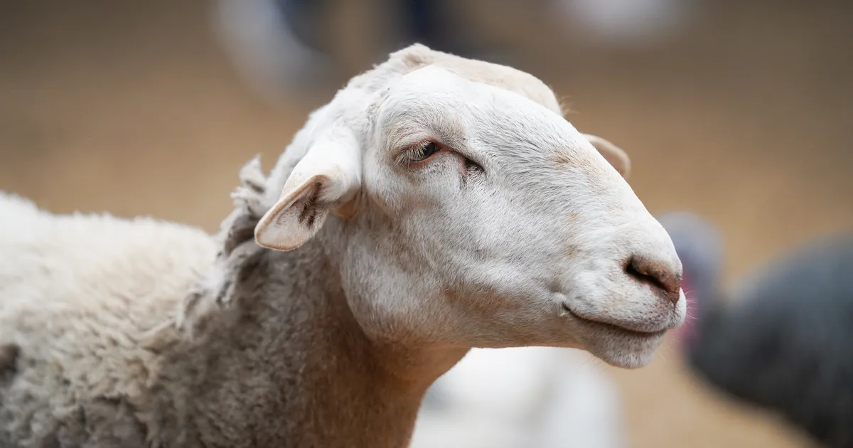 Vihjet kontrollima läinud ametnikud avastasid Lääne-Virumaa laudast midagi tõeliselt õõvastavat