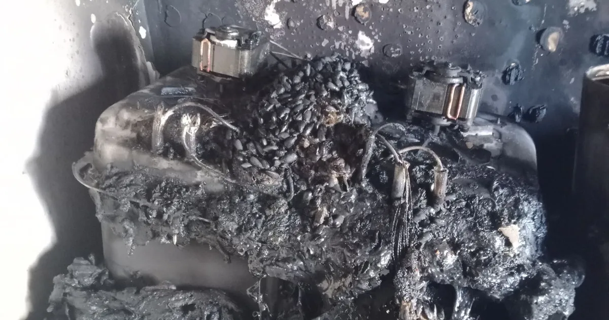 PILDID ⟩ Kuumaõhufritüür ja pikendusjuhe tekitasid tulekahju