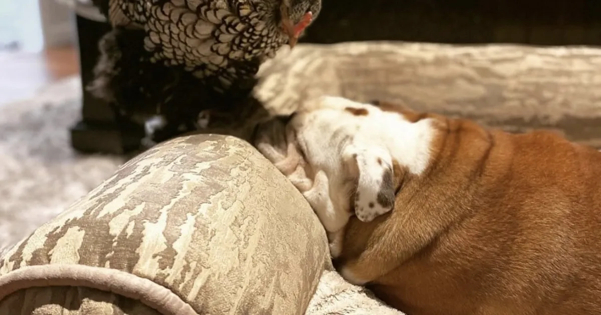 TÕELINE SÕPRUS ⟩ Kummaline paar vallutab internetis südameid