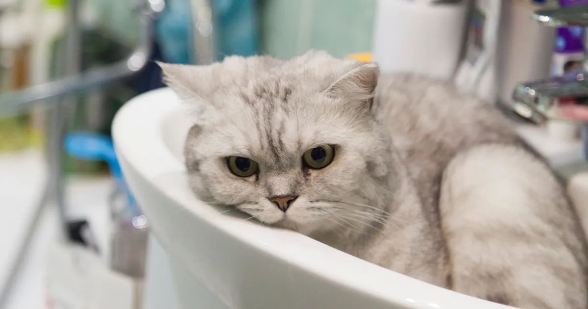 Tegelik põhjus, miks kass sinuga vannituppa kaasa tuleb