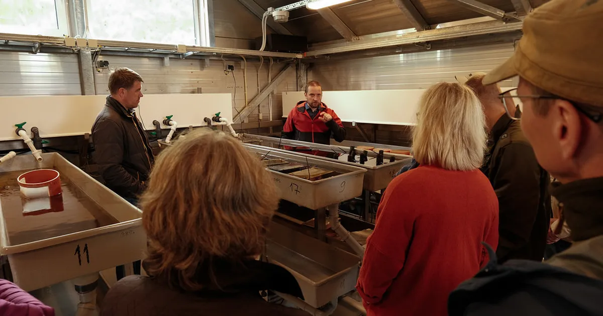 Uus kasvatusjaam aitab kümnekordselt suurendada haruldase ebapärlikarbi noorkarpide arvu