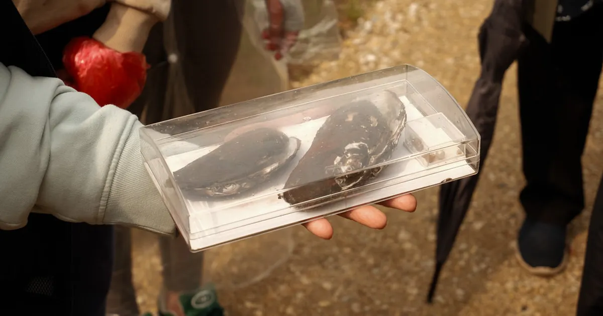 Kas innovaatiline kasvatusjaam ebapärlikarpide kaitseks päästab meie looduse pärli?