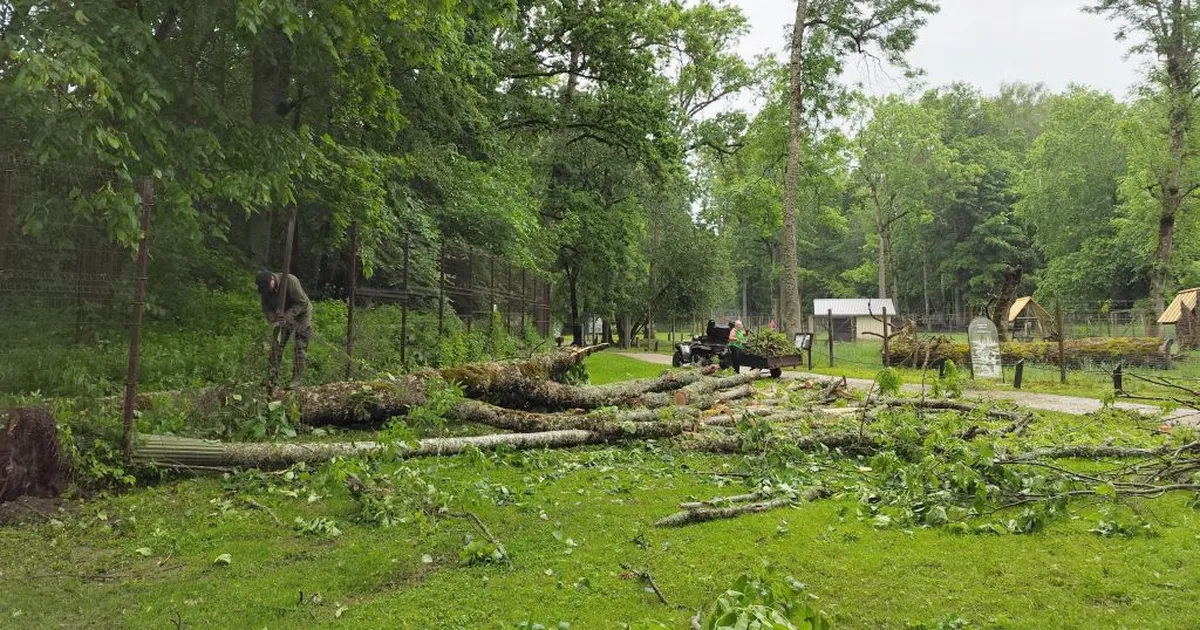 Kõva tuul räsis Elistvere loomaparki