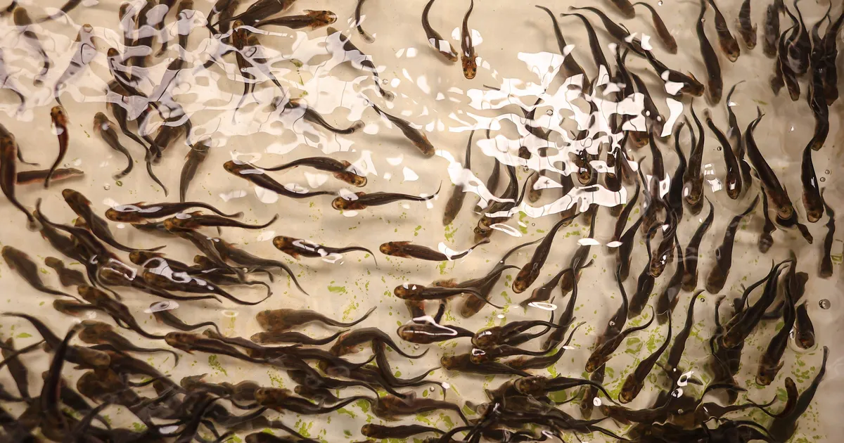 Müstiline parasiit ründab kalakasvatusi – kahjud lähenevad 100-le miljonilie