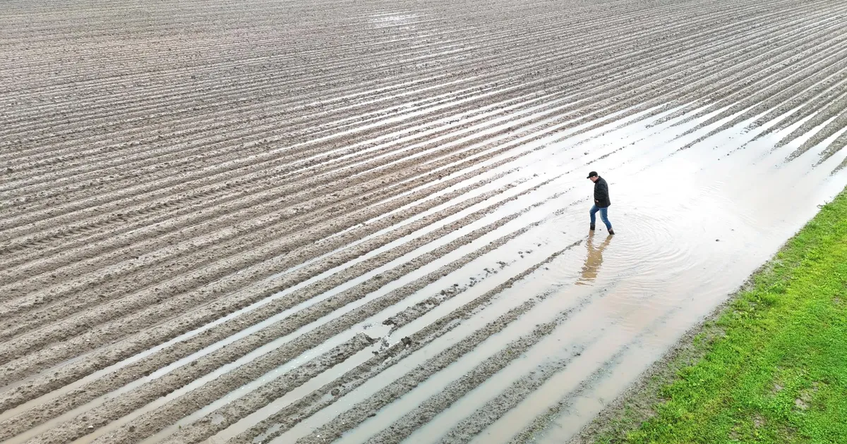 Kartulipõllud upuvad ja maasikad ootavad päikest
