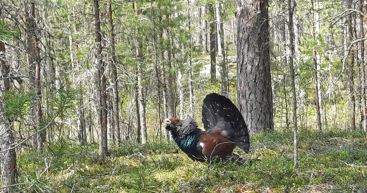REPORTAAŽ ⟩ Hullunud metsis püüdis matkajatega kaklust alustada