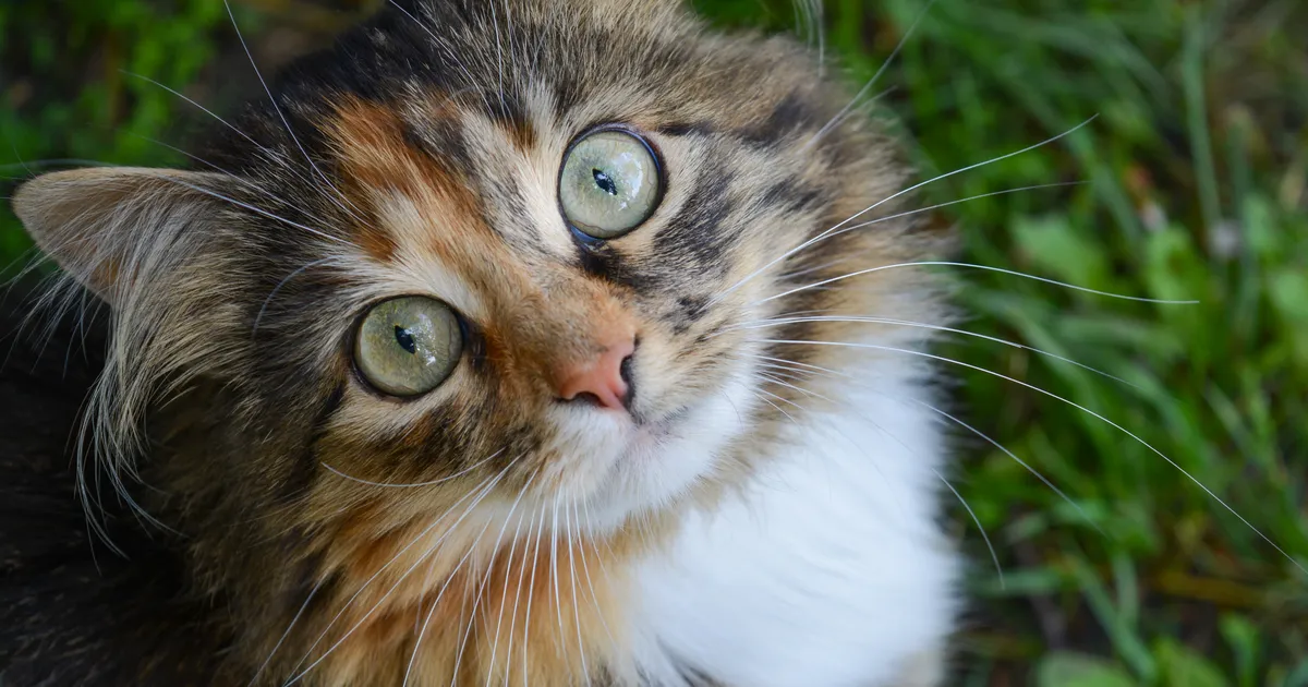 Loomaarst vastab: miks emane kass on saba alt märg?