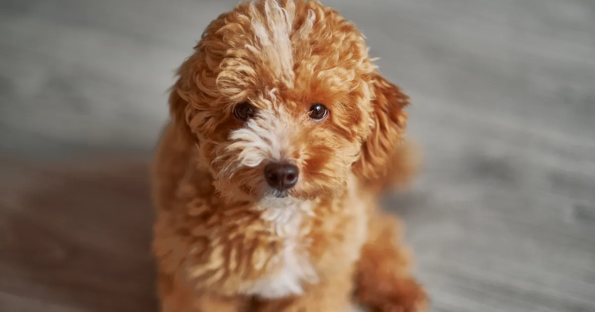 VIDEO ⟩ Väikse koerakese ostnud naine oli jahmunud, kui suureks tema lemmik tegelikult kasvas