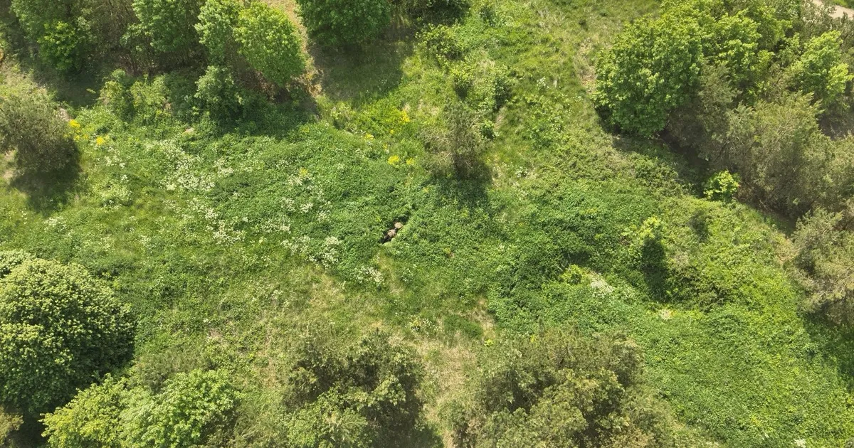 DROONIFOTOD ⟩ Politsei: seenehooaja algus tõi kaasa mahukad metsaotsingud