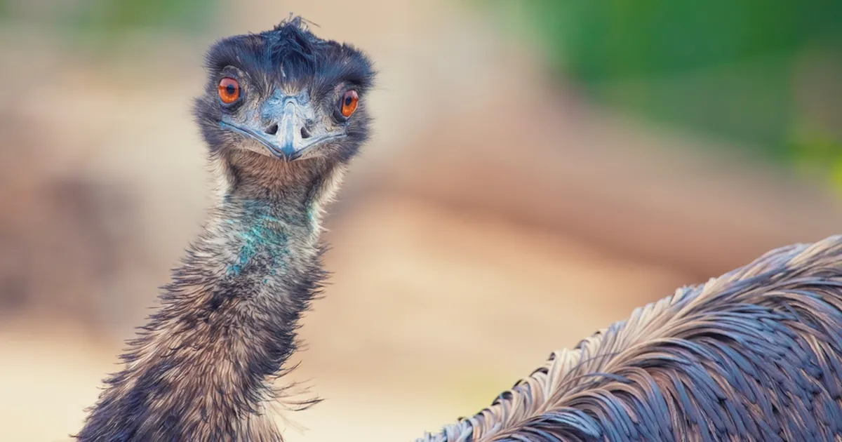 TÕELINE SÕPRUS ⟩ Eriskummaline duo on saanud tähelepanu keskpunktiks