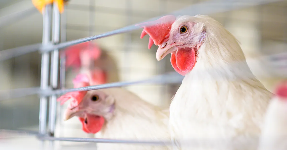 Sajad loomasõbrad saadavad maaelukomisjonile kirju, et kanade puurispidamise keeluga jätkataks