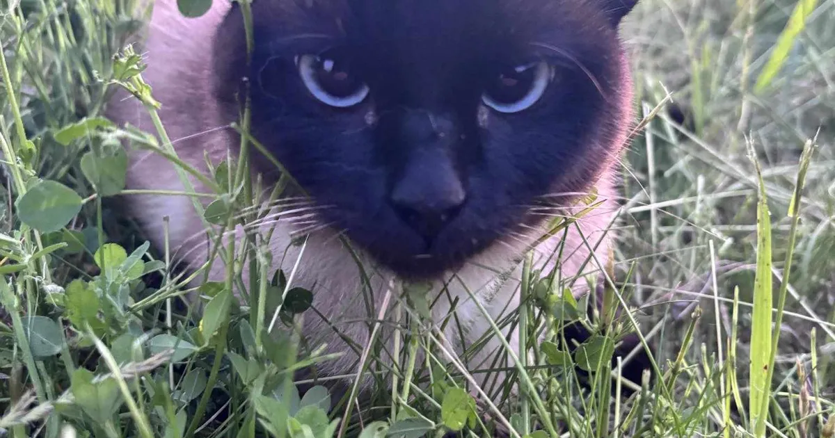 Tartus auo alla jäänud kass pani loomakaitsjad ahhetama: see on ime...