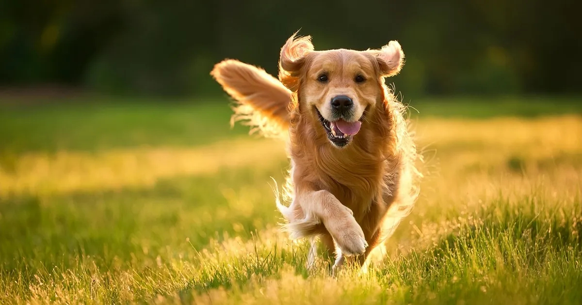 KANGELANE | Üks haukumine keset ööd muutis kõik