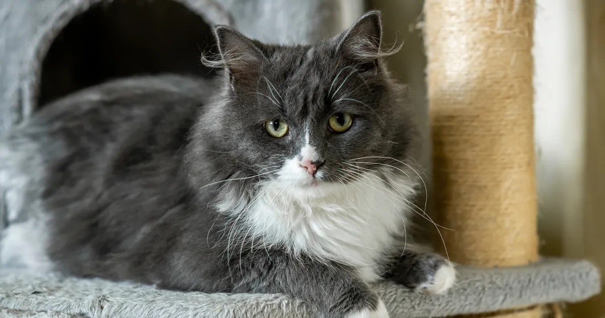 USKUMATU LUGU ⟩ Aasta aega varjupaigas veetnud kassi mineviku kohta selgus midagi väga ootamatut