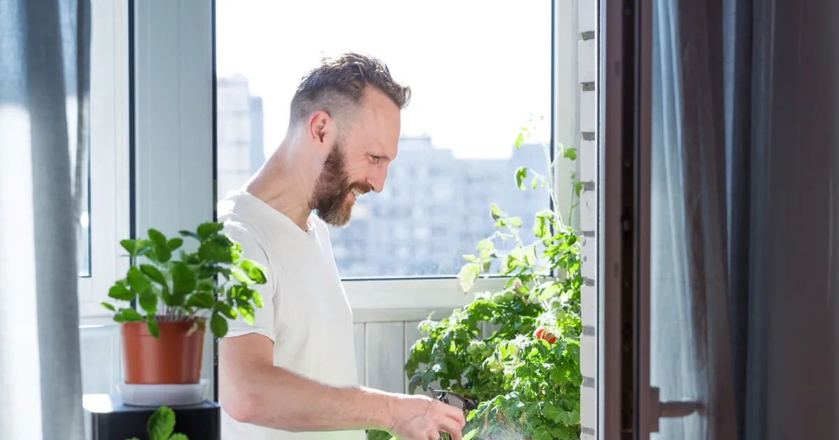 Kes ütles, et tomateid saab kasvatada vaid aias? Korteriski saab korraliku saagi kätte