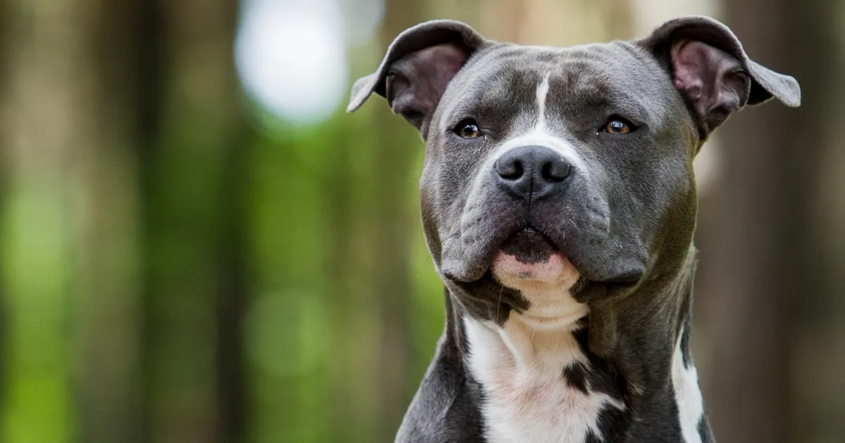 Koer päästis oma peremehe elu eriti vapral moel