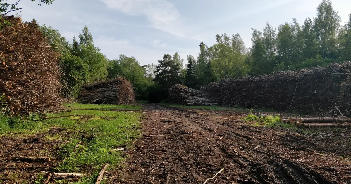 Claire Peinar ⟩ Need on jultunud petturid – ärge helistage oma südametu imalmagusa jutuga