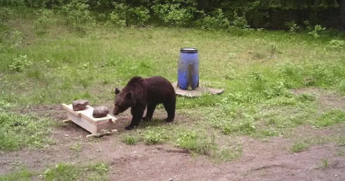 Vilniuse tänavatel uitas mitu päeva järjest karu – jahimeeste vastus valitsusele aga šokeeris kogu riiki