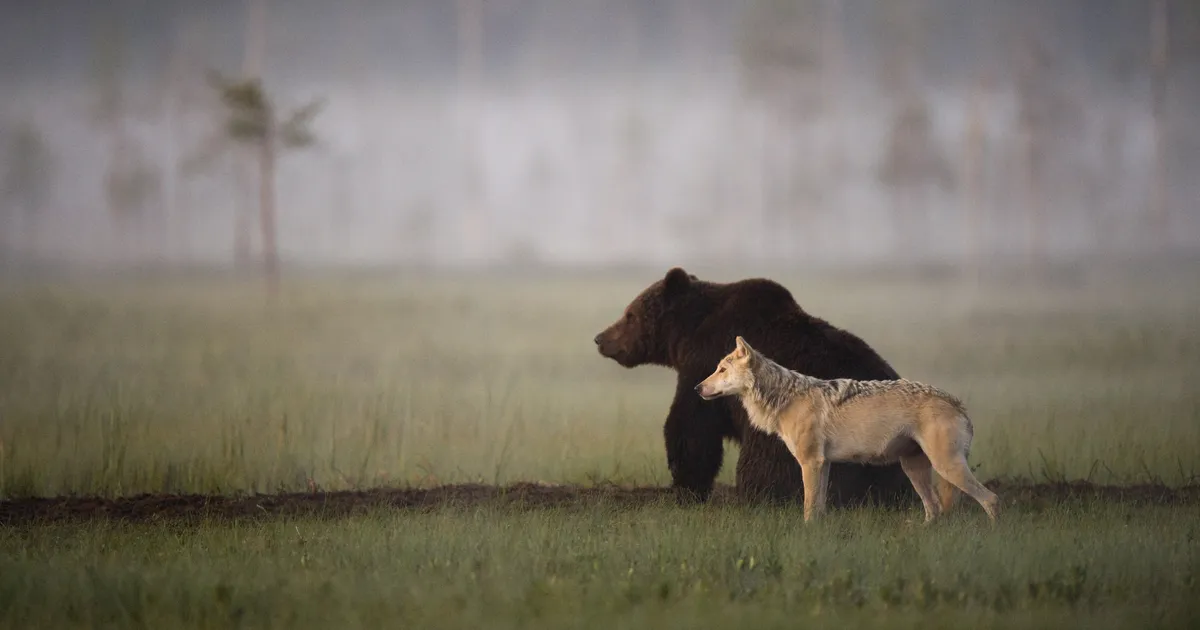 HARULDASED FOTOD ⟩ Sõpradena koos rännanud karu ja hunt hämmastasid teadlaseidki