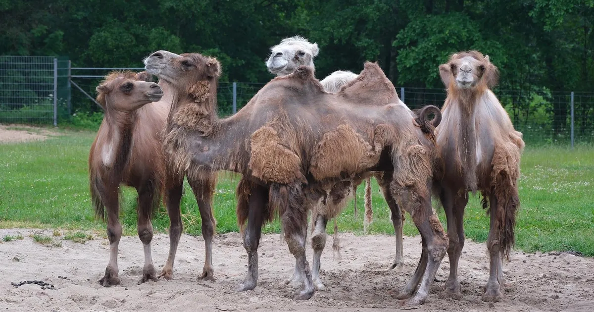 LOOMARIIK ⟩ Aasta pikimal päeval tasub külastada kaksküürkaameleid