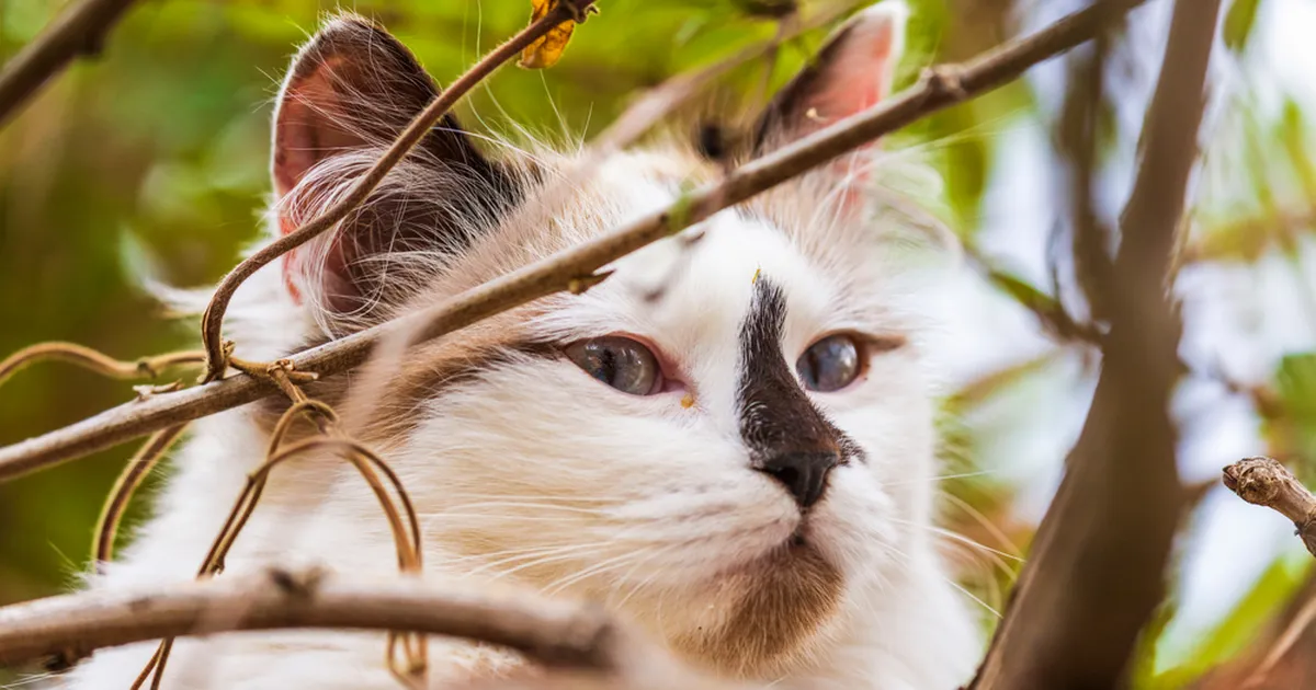 USKUMATU ⟩ Eakas kass läks omapäi reisile