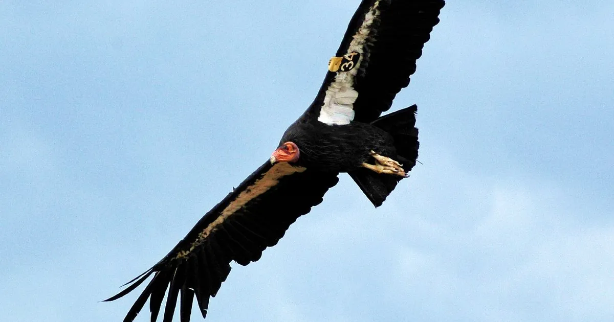 Neid väärikaid ja olulisi linde oli lähiminevikus elus vaid paarkümmend – tänaseks on olukord muutunud