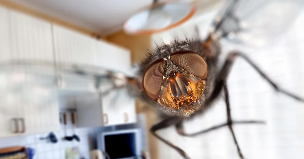 Kärbsed vihkavad seda lõhna! Selle lihtsa nipiga ajad tüütud sumisejad aknast välja