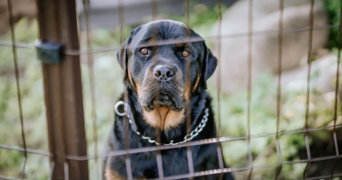 LÄBIMURRE ⟩ Euroopa Liit tahab koertelt ja kassidelt kiipi nõuda ja parandada nende heaolu