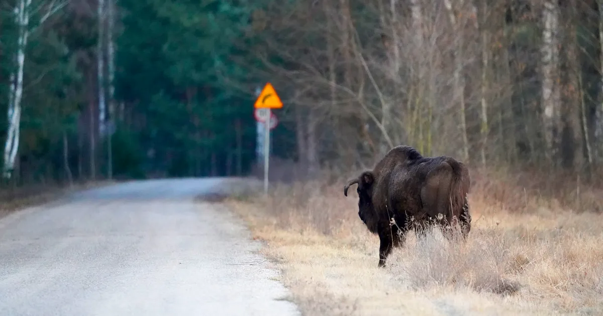 FOTOD ⟩ Eesti zooloogi kaamera ette jäi üliharuldane loom: see on äärmiselt ebatavaline