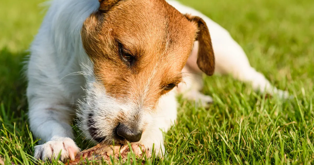 See jaanipühade lemmiktoit on sinu koera jaoks väga ohtlik