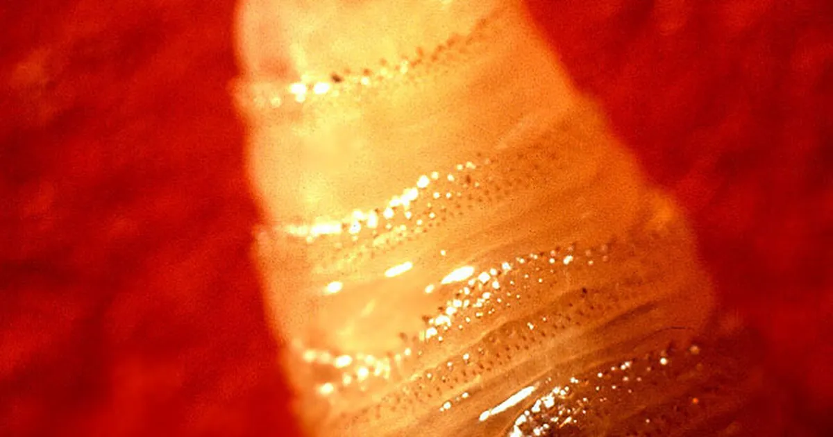 Trumpi valitsus ehitab Texasse miljoneid maksva kärbsefarmi – no milleks see?