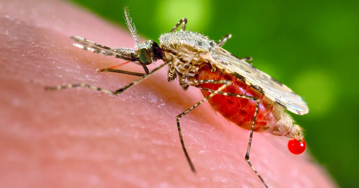 UURINGUD NÄITAVAD ⟩ Need toidud teevad su sääskedele eriti ahvatlevaks märklauaks