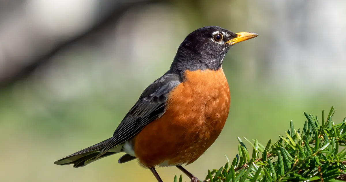 Ameerika Ühendriikide linnustik kahaneb jätkuvalt