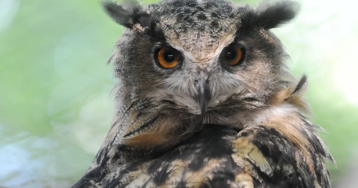 JÄRJEJUTT ⟩ Müstiline öökull jääb pimedal ajal pea nähtamatuks. Kuidas ta seda teeb?