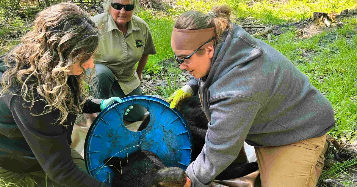 Kaks aastat tünni kaant kaela ümber tassinud karu päästeti piinast