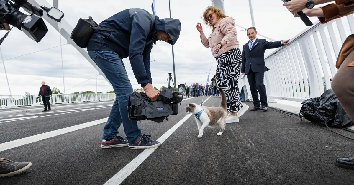 Suur pildigalerii ⟩ Rääma silla avamisel pälvis enim tähelepanu kass Hugo