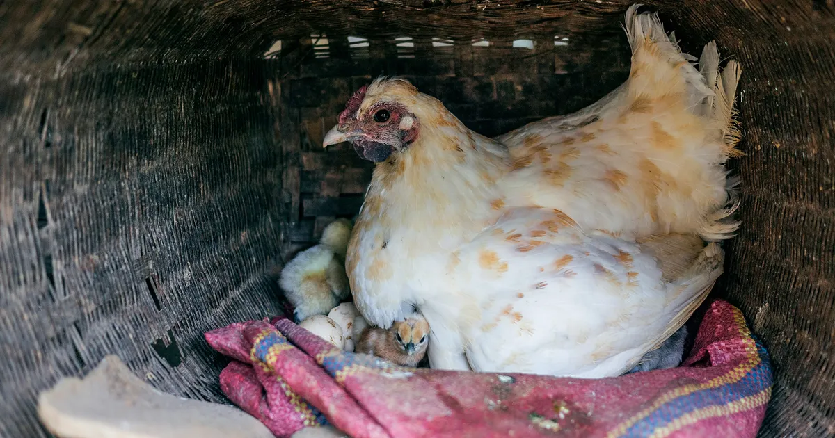 Noorena hoidev ravim teeb ka kanadega imet