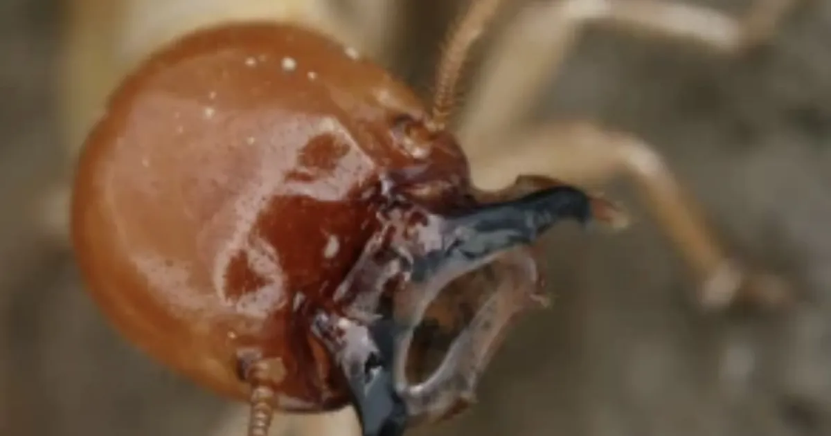 Ameerikat ohustav koletis on sündinud – need kaks niigi ohtlikku loomaliiki said omavahel järglased