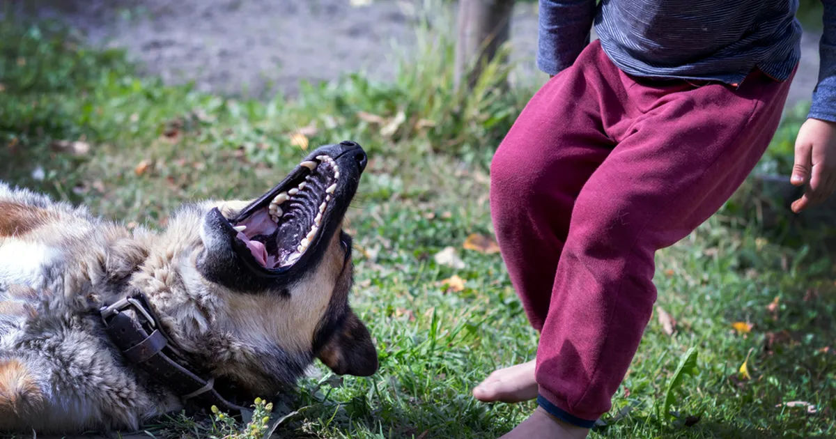 JÕHKER RÜNNAK ⟩ «Samal ajal, kui koer minu tütart pures, kõndis omanik lihtsalt minema»