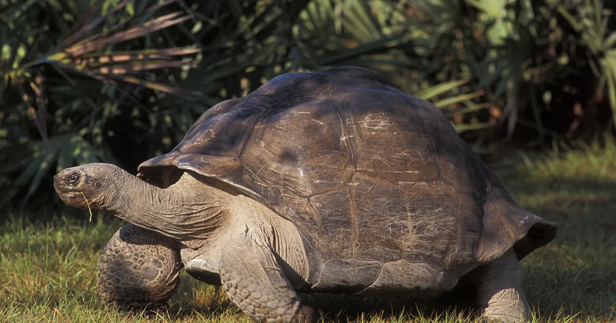 LOODUSE IME ⟩ 135-aastane kilpkonn sai esimest korda isaks