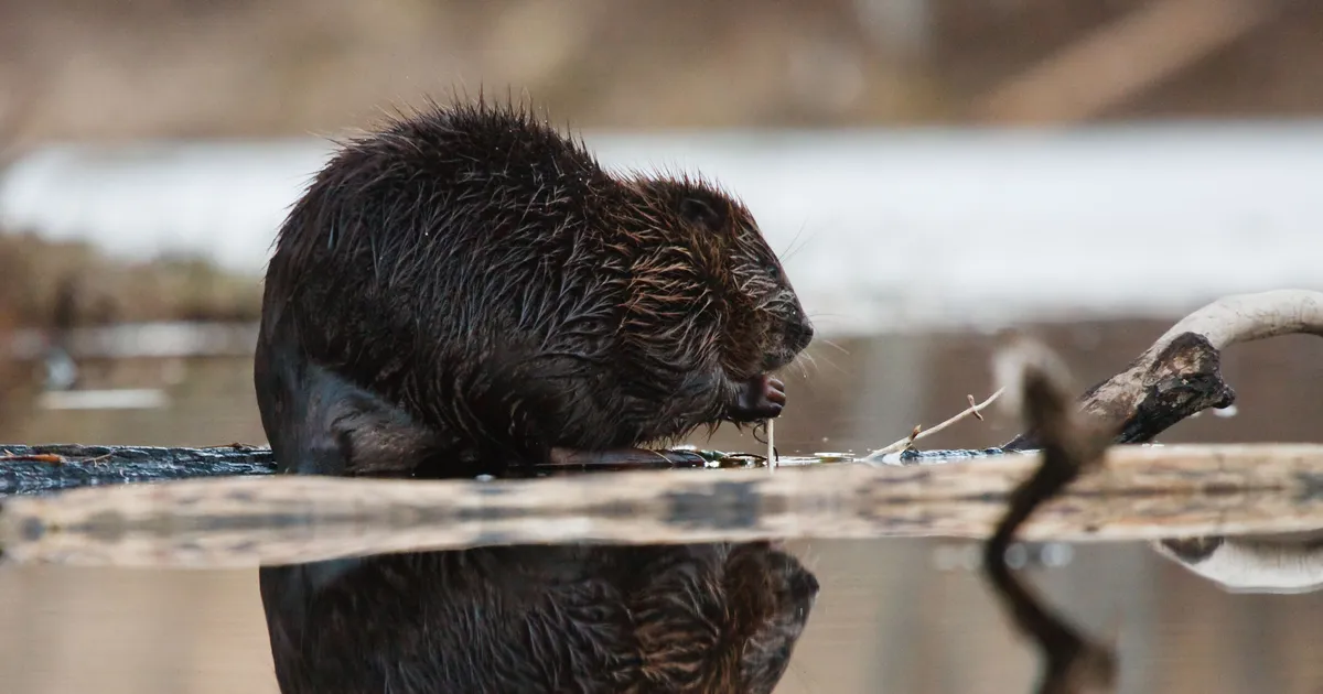 Koprad tegid bürokraatliku mökutamise tõttu tegemata jäänud töö ise ära – 1,2 miljonit nagu maast leitud