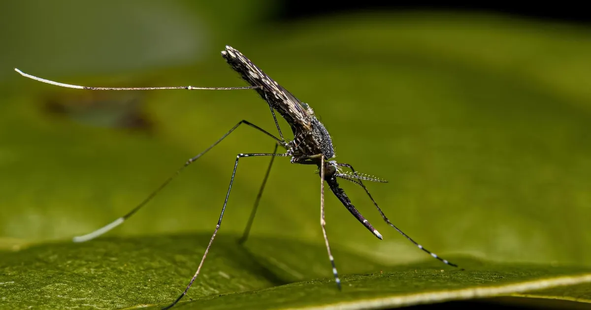 Soojem kliima võib Eestisse tuua troopikasääsed