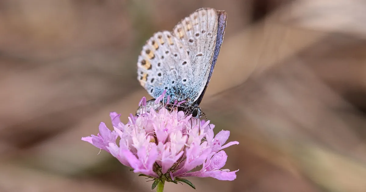 PÄEVAHOROSKOOP ⟩ 25. juuni: Kaladel tasuks järeltulijatesse pühenduda. Veevalajal on aeg küps oma eluviisi ümber kujundada
