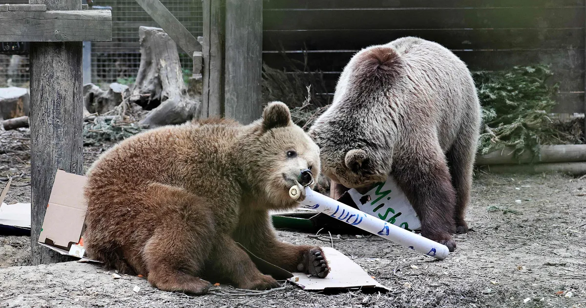 Põgenikest karud neelasid alla tohutu hulga mett